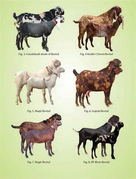 8 Pakistani Goat Breeds (With Pictures) - Farming Base - raincitystudios.com