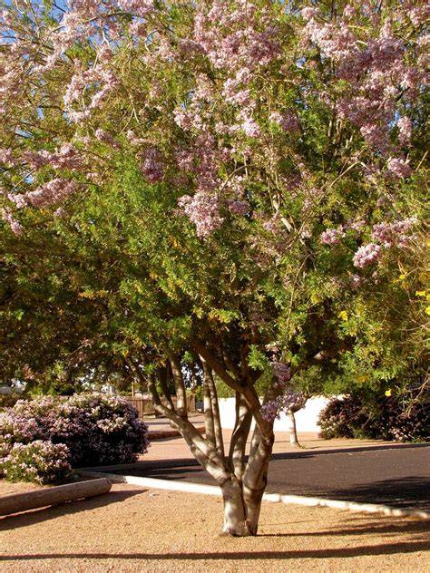 8 Perfect Spots to Plant Your Ironwood Tree - raincitystudios.com