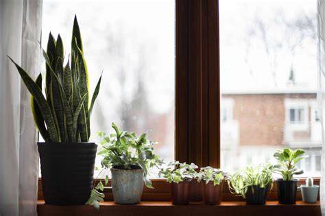 8 Plants That Thrive on North-Facing Windowsills - The … - raincitystudios.com