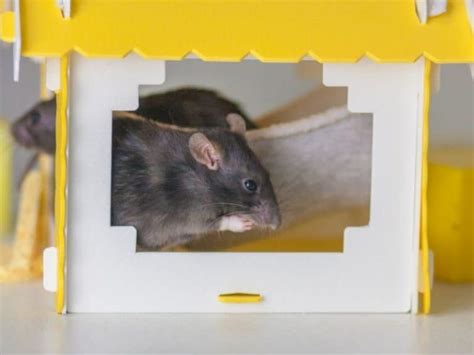 8 Real Reasons Why Rats Can Come to Your House