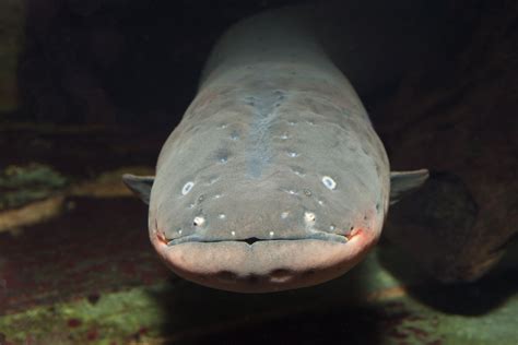 8 Shocking Facts About Electric Eels - Treehugger - muktibox.com