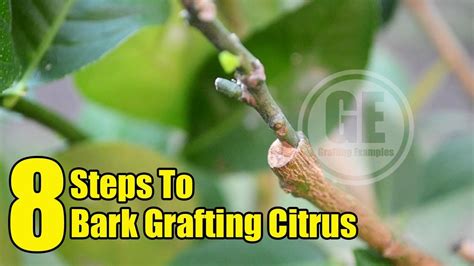 8 Steps To Bark Grafting Citrus Tree - raincitystudios.com