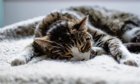 8 Signs That Your Cat Is Depressed BeChewy