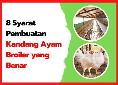 8 Syarat Pembuatan Kandang Ayam Broiler yang Benar