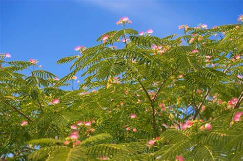 8 Types of Silk Trees (Albizia) - ProGardenTips - raincitystudios.com