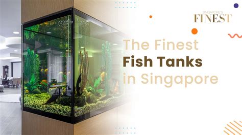 8 Trustworthy Fish Tanks in Singapore [2024]