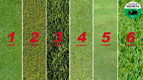 8 Types of Golf Course Grass you Need to Know of 2024