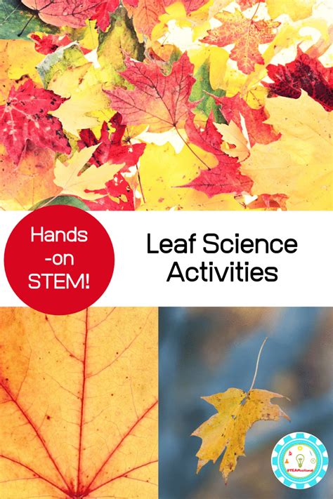 8 Brilliant Leaf Science Experiments For Elementary Leaf Science Experiments - Leaf Science Experiments