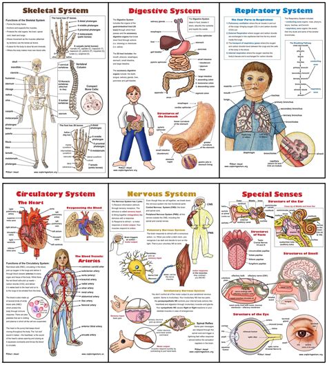 8 Free Printable Human Body Systems Worksheets For Body Systems Worksheet Middle School - Body Systems Worksheet Middle School