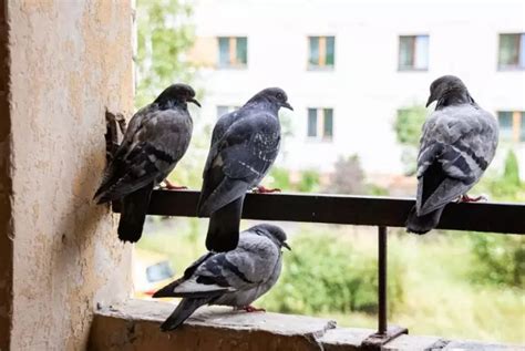 8 Great Ways To Keep Pigeons Off Your How Can I Get Rid Of Pigeons On My Balcony - How Can I Get Rid Of Pigeons On My Balcony