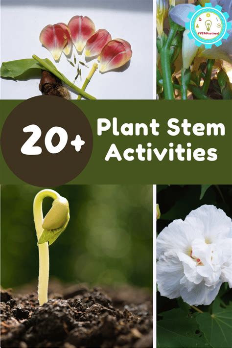 8 Hands On Plant Stem Activities Learn About Plant Science Activities - Plant Science Activities