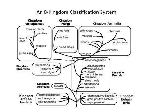 8 kingdom classification pdf free download.  This system marked a major shift towar...