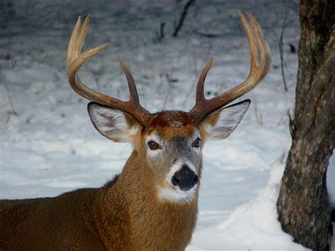 8 point buck. Things To Know About 8 point buck. 