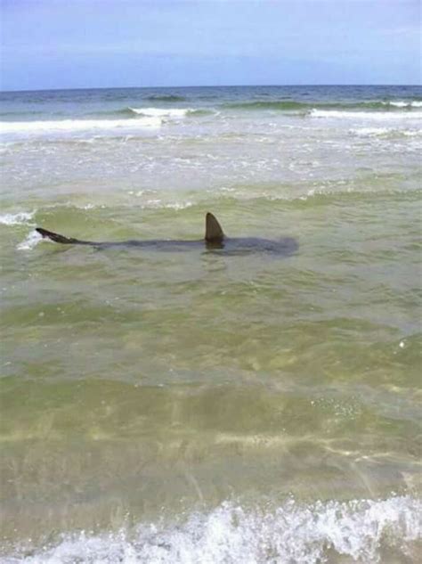 8-foot hammerhead shark photographed on Padre Island shore - mySA