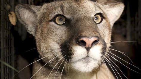 8-year-old survives cougar attack in Washington state national park