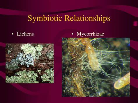 8.14: Symbiotic Relationships of Fungi - Biology … - raincitystudios.com