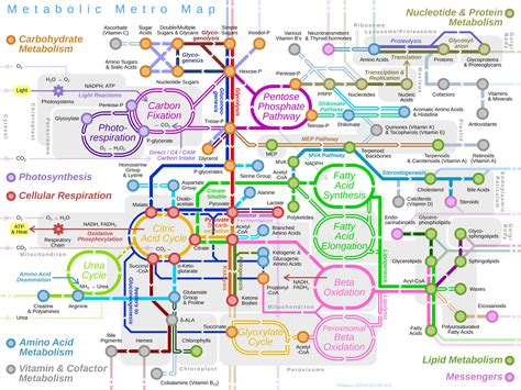 8.2: Metabolic Pathways - Biology LibreTexts - muktibox.com