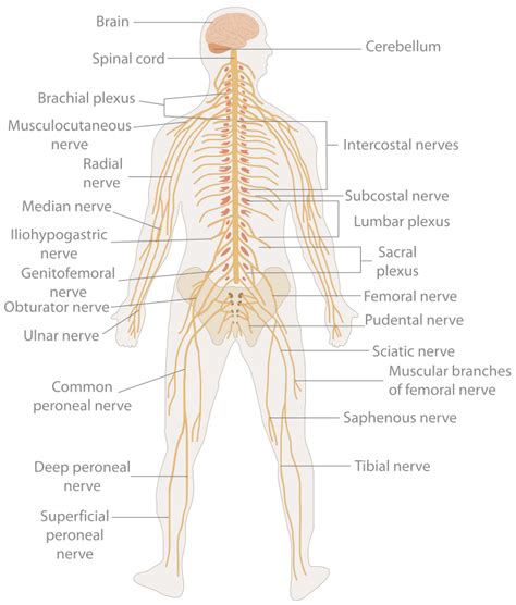 8.2 Introduction to the Nervous System Human Biology