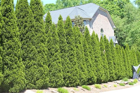 8.3 Trees on boundaries - raincitystudios.com