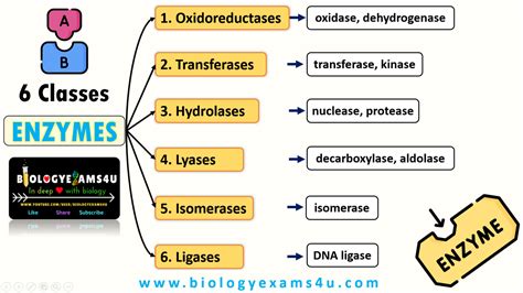 8.5: Enzymes - Biological Catalysts - Chemistry LibreTexts - wintechmobiles.com