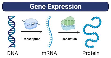 8.6 Gene Expression and Regulation