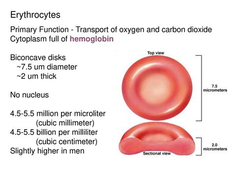 8.8: Erythrocytes - Medicine LibreTexts - muktibox.com