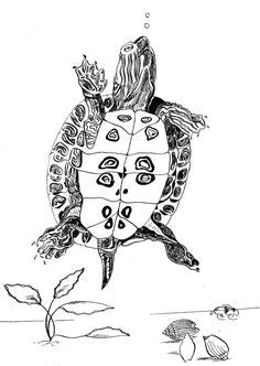 80+ Free Red Turtle & Turtle Images - Pixabay