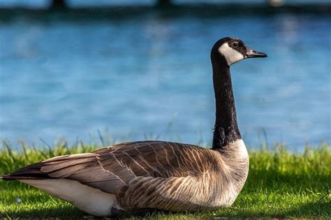 80+ Goose Puns And Jokes That Will Make You Honk With Laughter