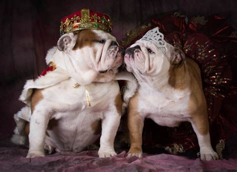 800+ Dog Queen Stock Photos, Pictures & Royalty-Free Images