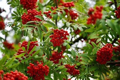 81 Hawthorn Tree Facts: Fruits, Identification, Types And More