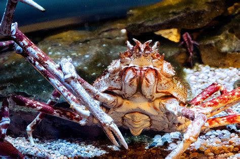 81 Japanese Spider Crab Premium High Res Photos - Getty Images