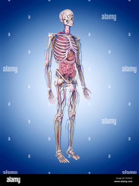 819,756 Human Anatomy Images, Stock Photos & Vectors