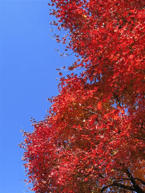 83 Flowering Maple Tree Premium High Res Photos