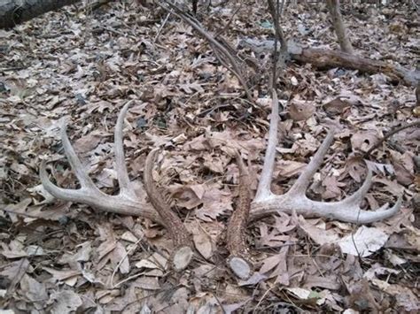 84"+ Monster Whitetail Deer Shed Collector Piece Huge in Hand