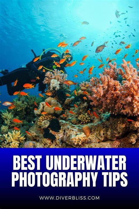 85 Best Tips On Underwater Photography For … - raincitystudios.com