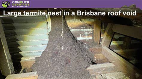 872 Termite house nest Video Stok - Shutterstock - raincitystudios.com