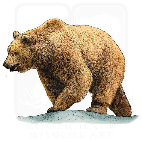 890 Bear Illustrations ideas bear illustration, bear art ... - Pinterest