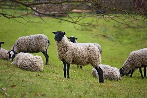 8sheep. Recordings could be made simultaneously from up to 8 sheep at a time. Data were collected at a sampling frequency of 1 kHz on each channel. Ketamine administration and recordings. 