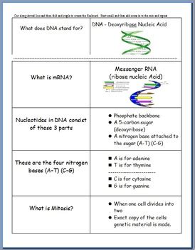 8th Grade Biology Genetics Flashcards And Study Sets 8th Grade Genetics - 8th Grade Genetics