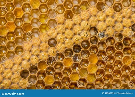 9,100+ Bee Comb Stock Photos, Pictures & Royalty-Free Images