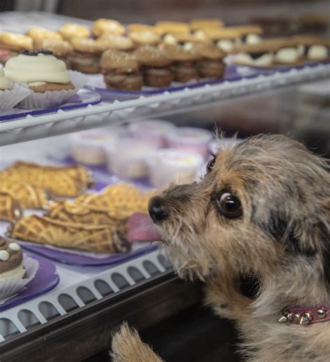 9@9: A bakery for your dog