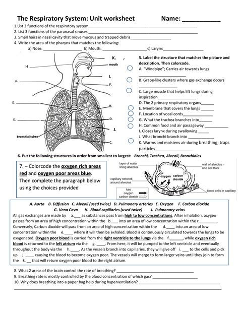 9 10 Respiration Worksheet Answers Medicine Libretexts Respiratory Structure Worksheet - Respiratory Structure Worksheet