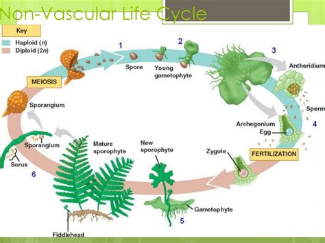 9 19 Life Cycle Of Nonvascular Plants Biology Moss Life Cycle Worksheet - Moss Life Cycle Worksheet