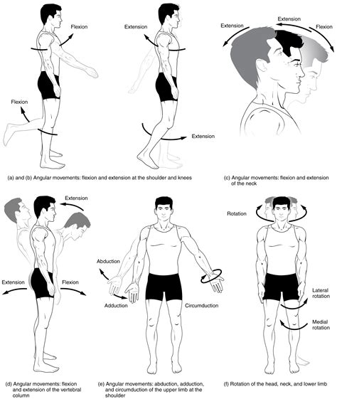 9 5 Types Of Body Movements Anatomy Amp Body Movements Worksheet - Body Movements Worksheet