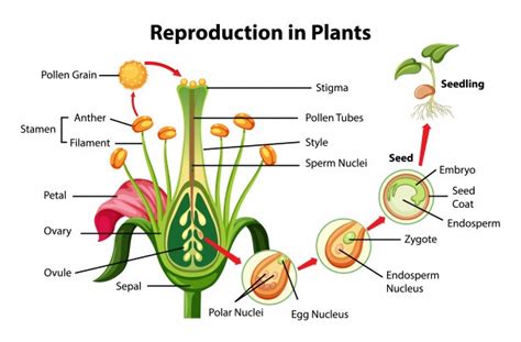 9 8 Plant Reproduction And Life Cycle K12 Life Cycle Of A Plant Booklet - Life Cycle Of A Plant Booklet