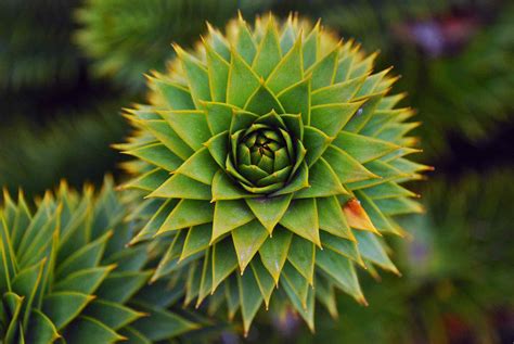 9 Amazing Fractals Found in Nature - Treehugger - wintechmobiles.com
