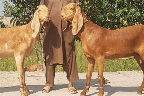 9 Awesome Pakistan Goat Breeds (With Pictures) - raincitystudios.com