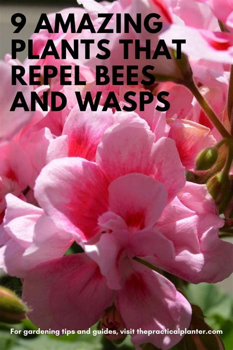 9 Amazing Plants That Repel Bees and Wasps