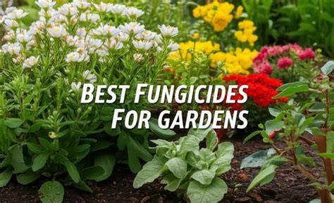 9 Best Fungicides For Gardens in 2026 Expert Reviews - raincitystudios.com