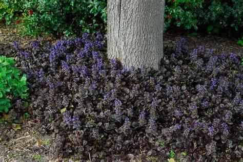 9 Best Perennial Ground Covers for Shade - Great … - raincitystudios.com